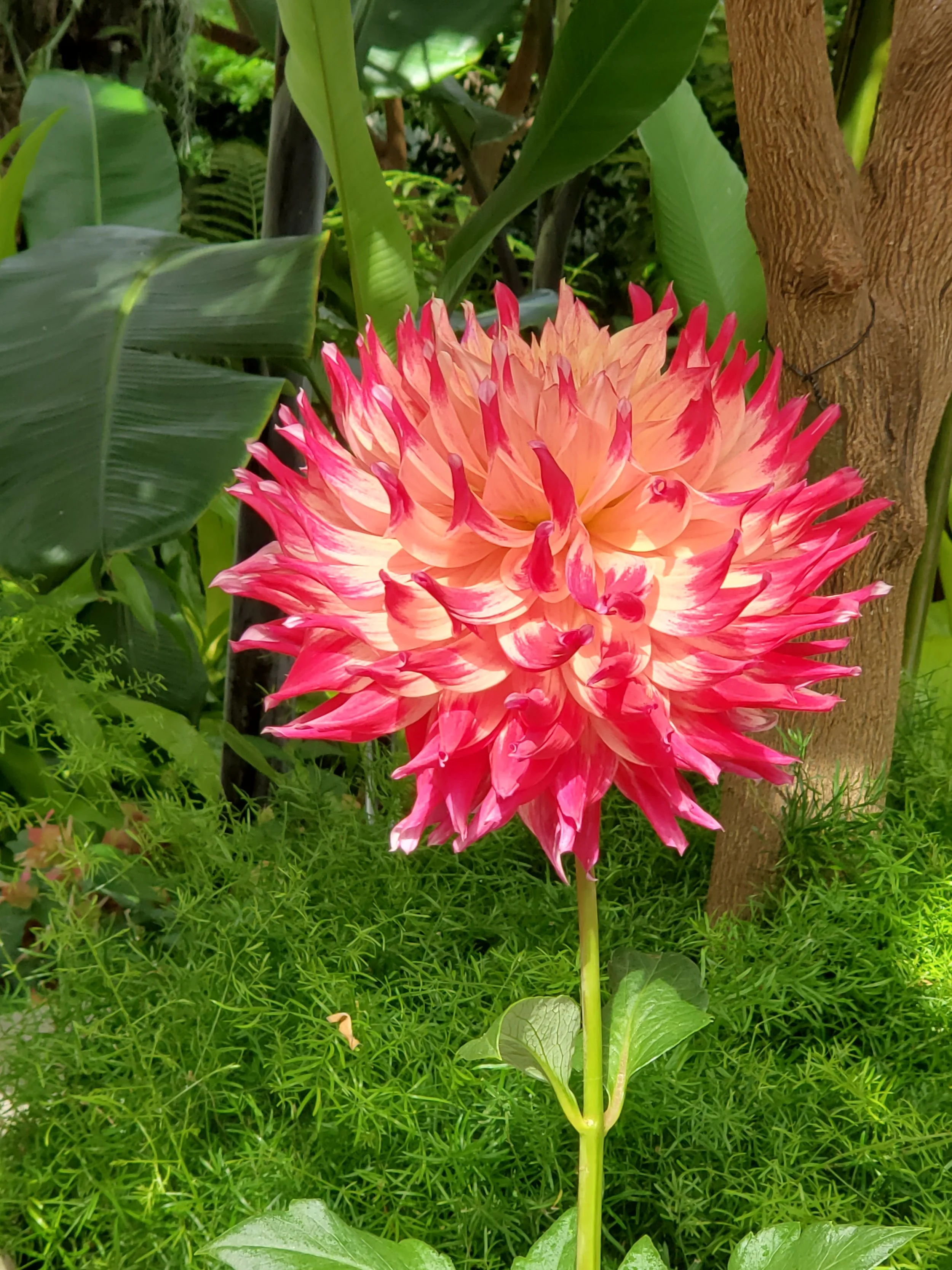 HOLLYHILL PDX SUNSET B-SC-FL-RD/YL — Crazy 4 Dahlias